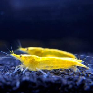 Yellow rice shrimp live freshwater aquarium shrimp