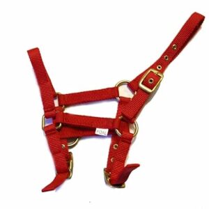 Rhinegold Foal Headcollar Red Nylon