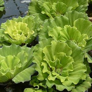 Floating Aquarium Plants - Water Lettuce for Fish Tanks and Ponds