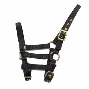 51hgxr92vvl. sx450 .jpg