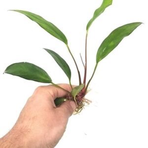 Anubias Frazeri live aquarium plant in freshwater tank