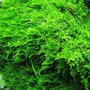 Christmas Moss Aquarium Plant Vesicularia Montagnei