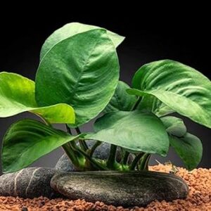 Anubias Barteri Butterfly low light aquarium plant for beginners