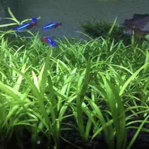 15x Dwarf Sagittaria Subulata - Live Aquarium Aquatic Carpet Plant