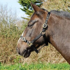 "Rhinegold Nylon Headcollar - Pony - Black, adjustable, durable, and comfortable for ponies."