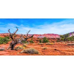 AWERT 72x16 inches Blue Sky Oasis Desert Terrarium Background for Reptile Tanks