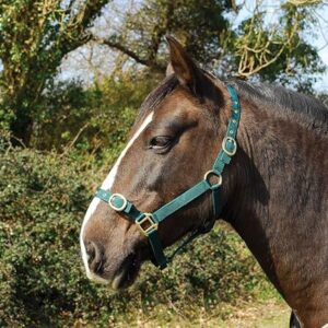 Rhinegold headcollar cob green nylon