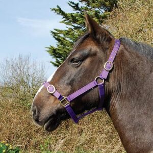 Shetland pony headcollar purple Rhinegold nylon adjustable for small ponies