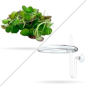 Giant Duckweed Plant – 60+ Floating Aquarium Plants for Fish Tanks