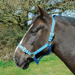 Nylon horse headcollar full size turquoise for everyday stable handling