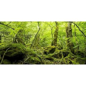 Reptile Habitat Decor tropical rainforest background for reptile tank