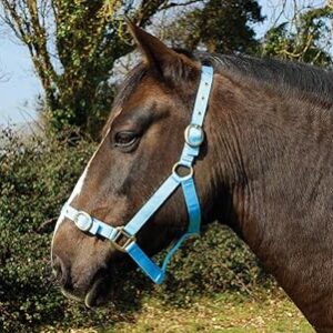 Shetland headcollar baby blue Rhinegold nylon for small ponies