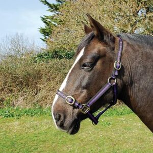Rhinegold Nylon Headcollar Cob Black Purple durable horse headcollar