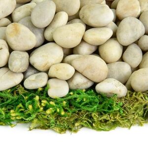 Polished Pebbles for Aquariums and Gardens – Decorative Stones for Fish Tanks