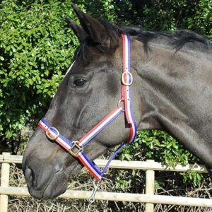 Rhinegold Nylon Headcollar Full Size Red White Blue