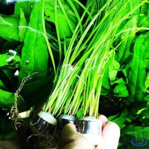 cyperus helferi live aquarium plant