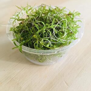 TMD Pearl Weed Tissue Culture Cups for Freshwater Aquariums - Micranthemum Micranthemoides